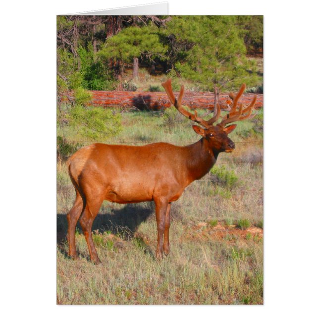 big elk (Front)