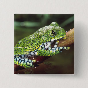 Big Eye Treefrog, Leptopelis vermiculatus, 15 Cm Square Badge