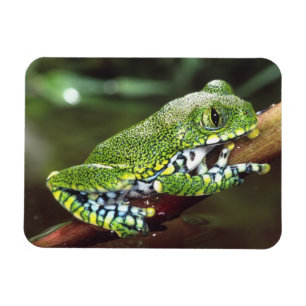 Big Eye Treefrog, Leptopelis vermiculatus, Magnet