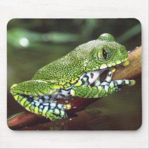 Big Eye Treefrog, Leptopelis vermiculatus, Mouse Pad