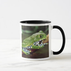 Big Eye Treefrog, Leptopelis vermiculatus, Mug