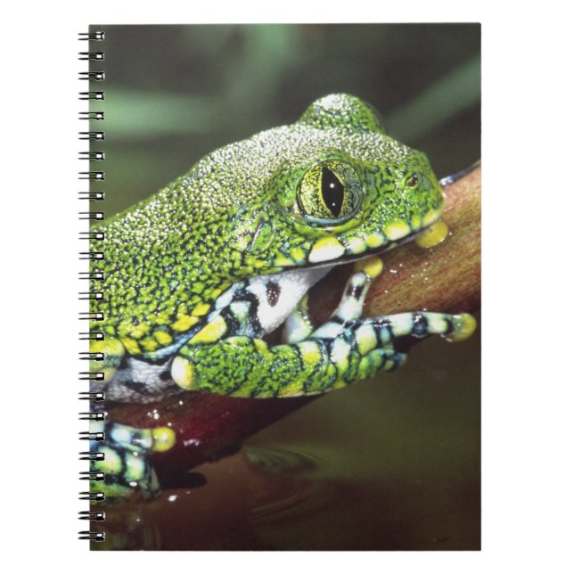 Big Eye Treefrog, Leptopelis vermiculatus, Notebook (Front)