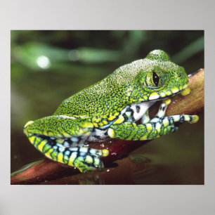 Big Eye Treefrog, Leptopelis vermiculatus, Poster