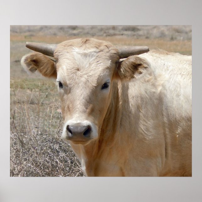 Big Eyes White Charolais Cattle - Western Poster (Front)