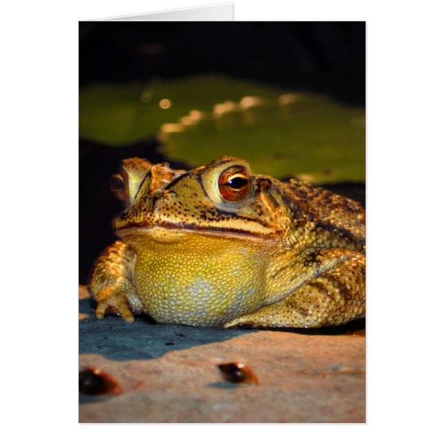 Big Fat Toad (Front)