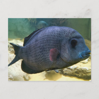 Big Fish Postcard