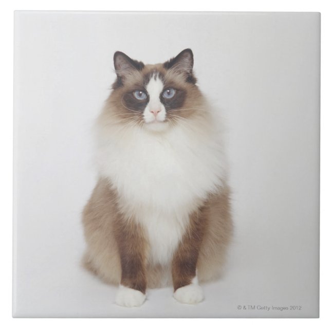 Big Furry Cat Ceramic Tile (Front)