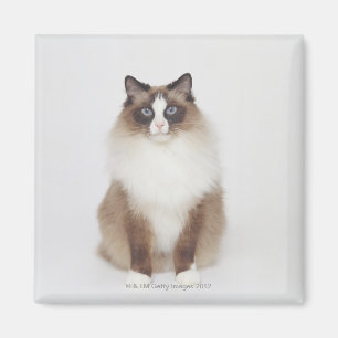 Big Furry Cat Magnet