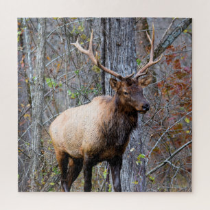 Big Game Hunter - Bull Elk - 20x20 inch Jigsaw Puzzle