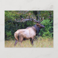 Big Game Hunter - Bull Elk -