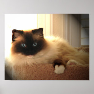 Big Giant Ragdoll Cat Poster