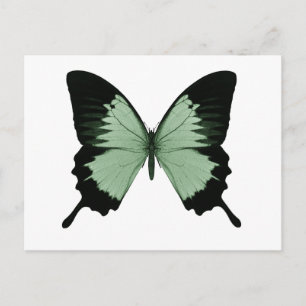 Big Green & Black Butterfly Postcard
