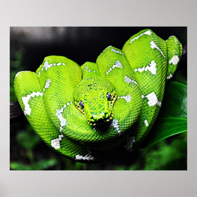 Big green boa snake canvas poster (Front)
