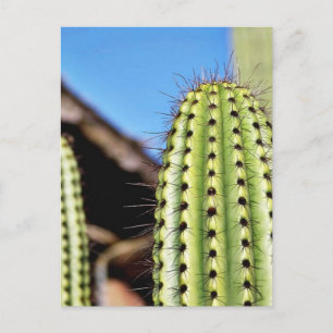 Big Green Cactus Postcard