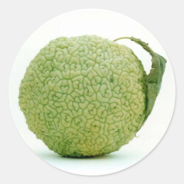 Big Green Hedgeapple Classic Round Sticker (Front)