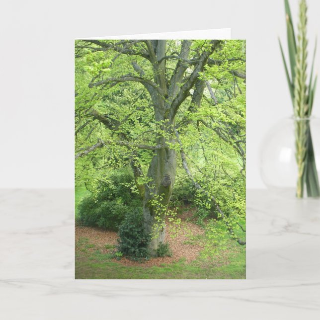 Big Green Tree Greeting Card (Front)