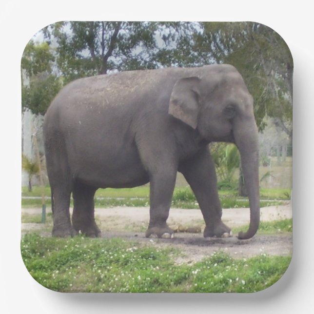 Big Grey Asian Elephant Paper Plates (Front)