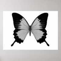 Big Grey & Black Butterfly