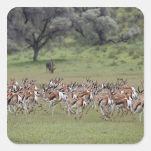 big herd of Springbock, Antidorcas marsupialis, Square Sticker