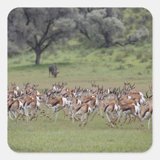 big herd of Springbock, Antidorcas marsupialis, Square Sticker (Front)
