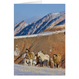 Big Horn Mountains, Horses running