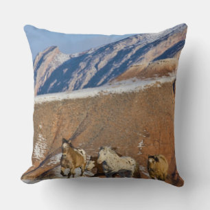 Big Horn Mountains, Horses running Cushion