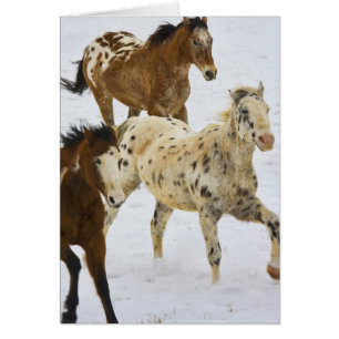 Big Horn Mountains, Horses running in the snow 4