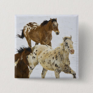 Big Horn Mountains, Horses running in the snow 4 15 Cm Square Badge