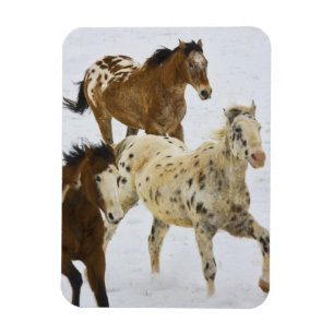 Big Horn Mountains, Horses running in the snow 4 Magnet
