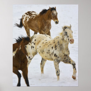 Big Horn Mountains, Horses running in the snow Poster