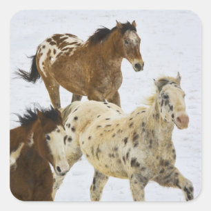 Big Horn Mountains, Horses running in the snow Square Sticker