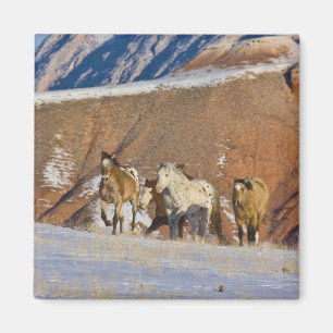 Big Horn Mountains, Horses running Magnet