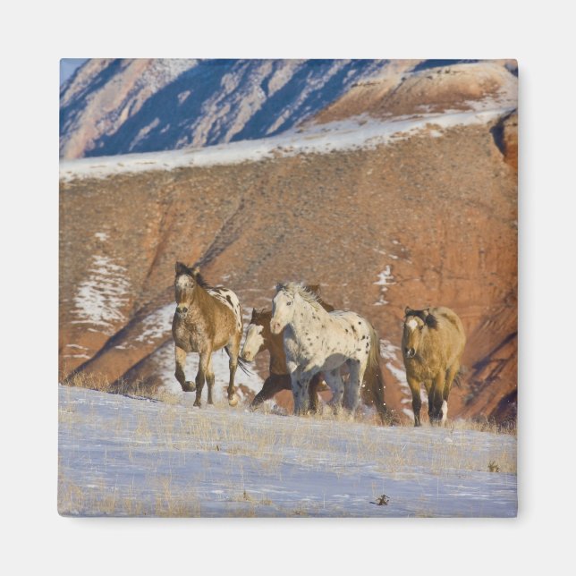 Big Horn Mountains, Horses running Magnet (Front)