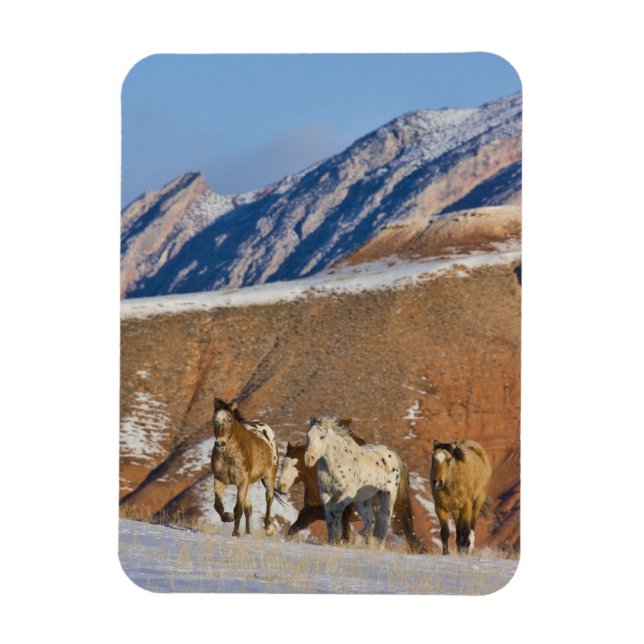 Big Horn Mountains, Horses running Magnet (Vertical)