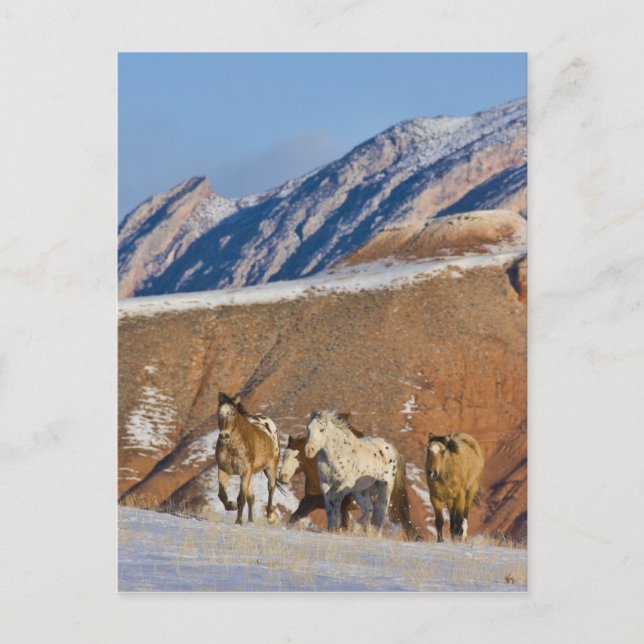 Big Horn Mountains, Horses running Postcard (Front)
