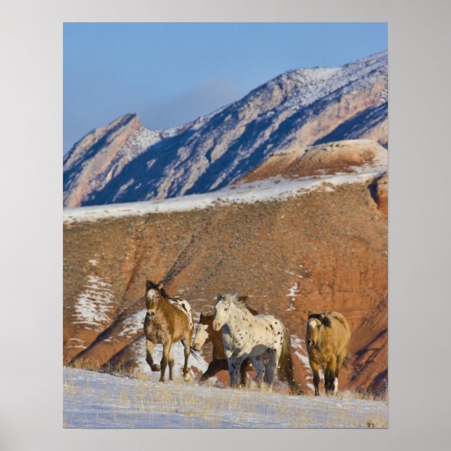 Big Horn Mountains, Horses running Poster (Front)