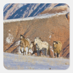 Big Horn Mountains, Horses running Square Sticker