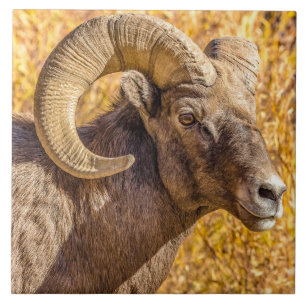 Big Horn Ram Ceramic Tile