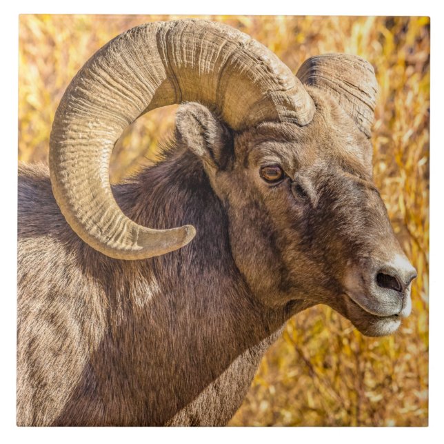 Big Horn Ram Ceramic Tile (Front)