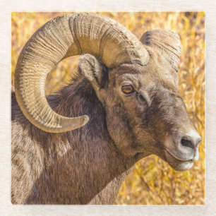 Big Horn Ram Glass Coaster