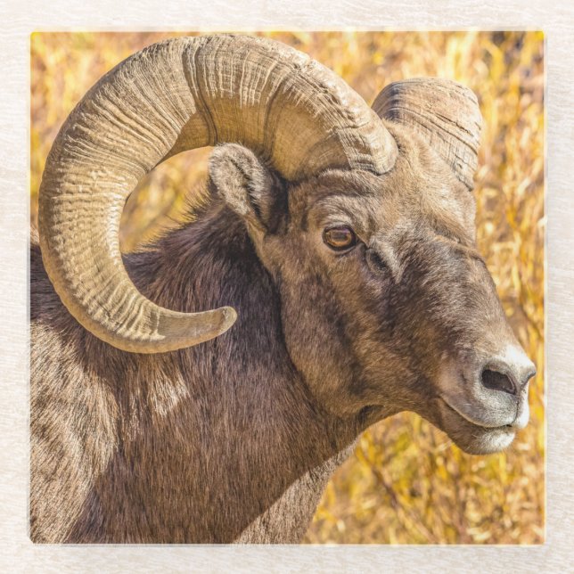 Big Horn Ram Glass Coaster (Front)