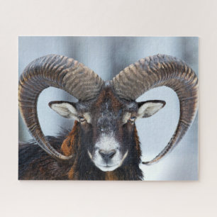 Big Horn Ram Sheep - Mouflon Jigsaw Puzzle