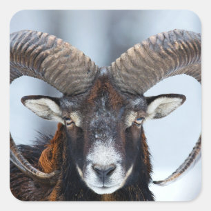 Big Horn Ram Sheep - Mouflon Square Sticker