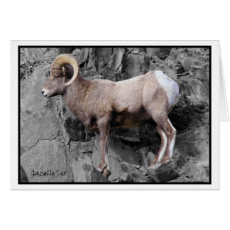 Big Horn Sheep