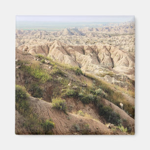 Big Horn Sheep at Badlands National Park, SD Magnet