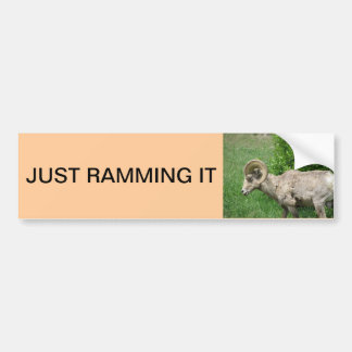 big horn sheep bumper sticker