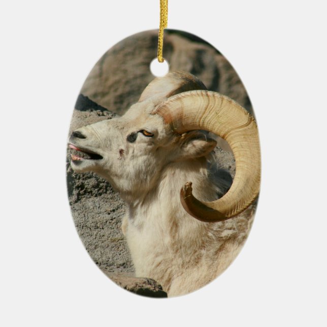 Big Horn Sheep Laughing Ceramic Tree Decoration (Front)