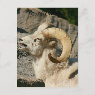 Big Horn Sheep Laughing Postcard