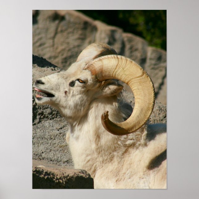 Big Horn Sheep Laughing Poster (Front)