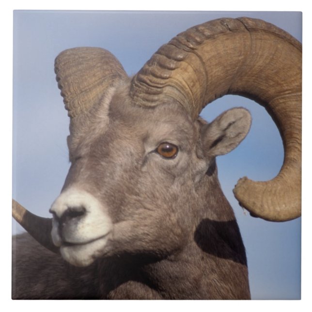 big horn sheep, mountain sheep, Ovis canadensis, Ceramic Tile (Front)